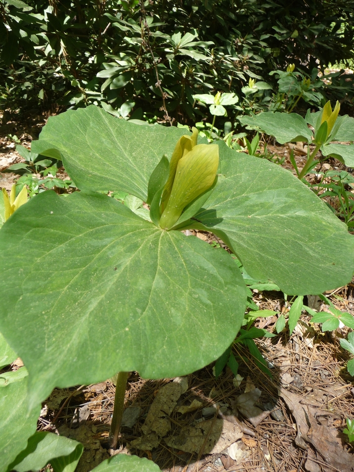 Yellow Trillium - Trillium luteum from E.C. Brown's Nursery Yellow Trillium - Trillium luteum from E.C. Brown's Nursery