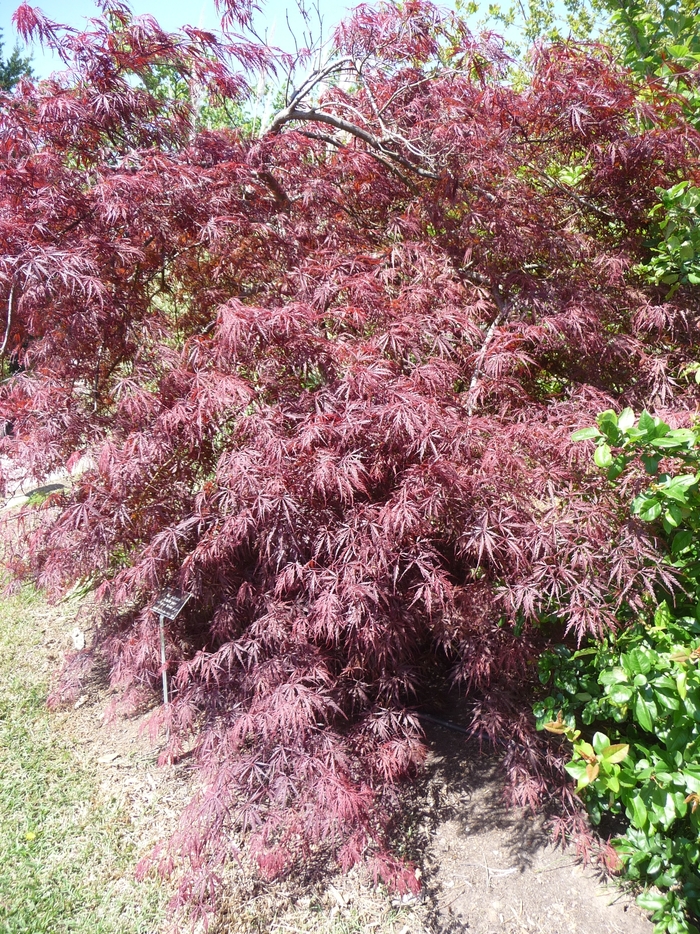 Japanese Maple - Acer palmatum 'Tamukeyama' from E.C. Brown's Nursery