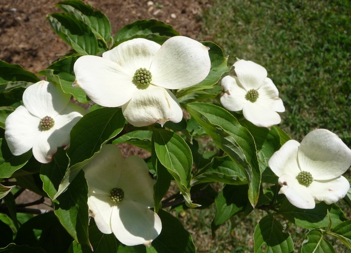 Chinese Dogwood or Kousa Dogwood - Cornus kousa from E.C. Brown's Nursery Chinese Dogwood or Kousa Dogwood - Cornus kousa from E.C. Brown's Nursery