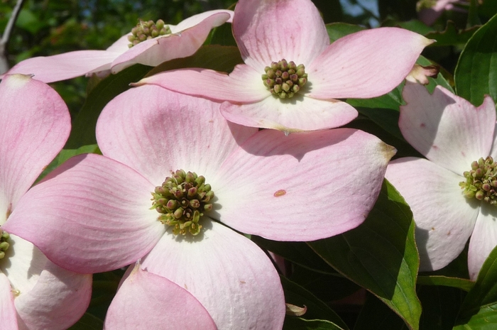 Stellar Pink™ Dogwood - Cornus x 'Stellar Pink™' from E.C. Brown's Nursery