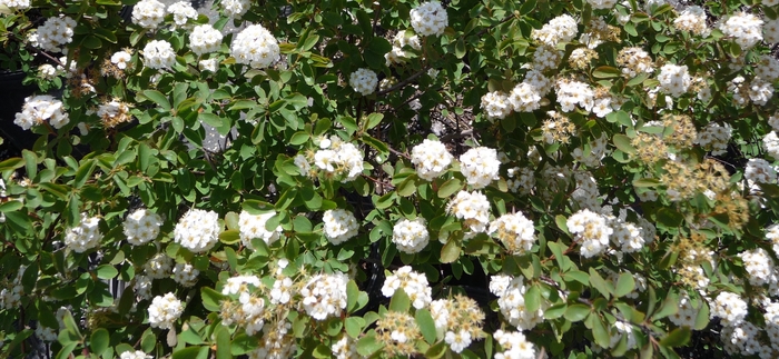 Bridal Wreath Spirea - Spiraea prunifolia from E.C. Brown's Nursery