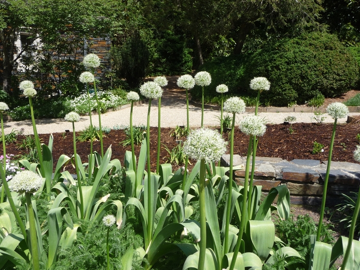 Ornamental Onion - Allium stipitatum 'Mt. Everest' from E.C. Brown's Nursery