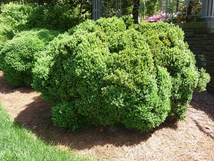 Green Velvet Boxwood - Buxus 'Green Velvet' from E.C. Brown's Nursery Green Velvet Boxwood - Buxus 'Green Velvet' from E.C. Brown's Nursery