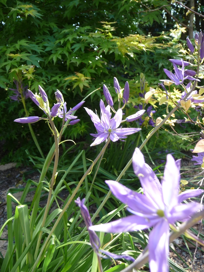 Camassia, Quamash - Camassia quamash from E.C. Brown's Nursery