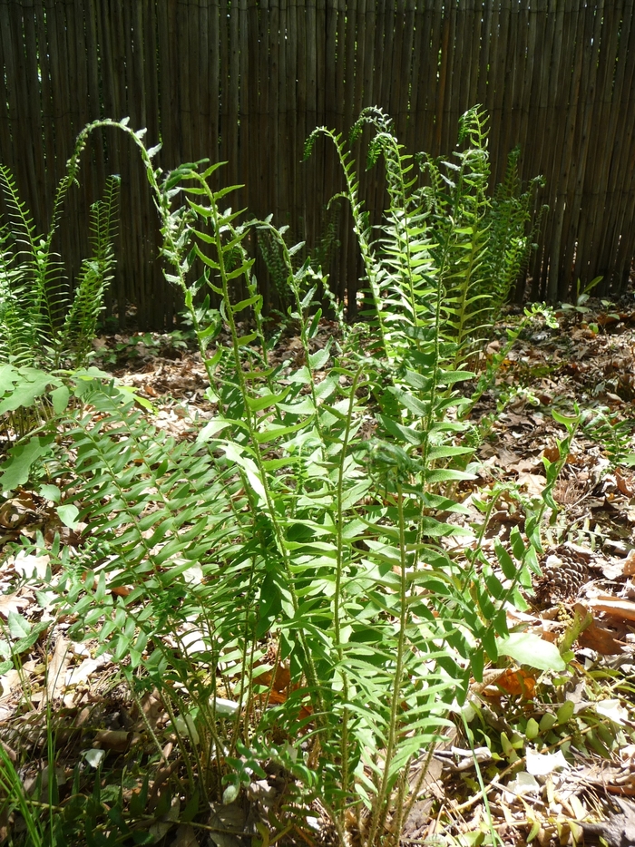 Christmas Fern - Polystichum acrostichoides from E.C. Brown's Nursery Christmas Fern - Polystichum acrostichoides from E.C. Brown's Nursery