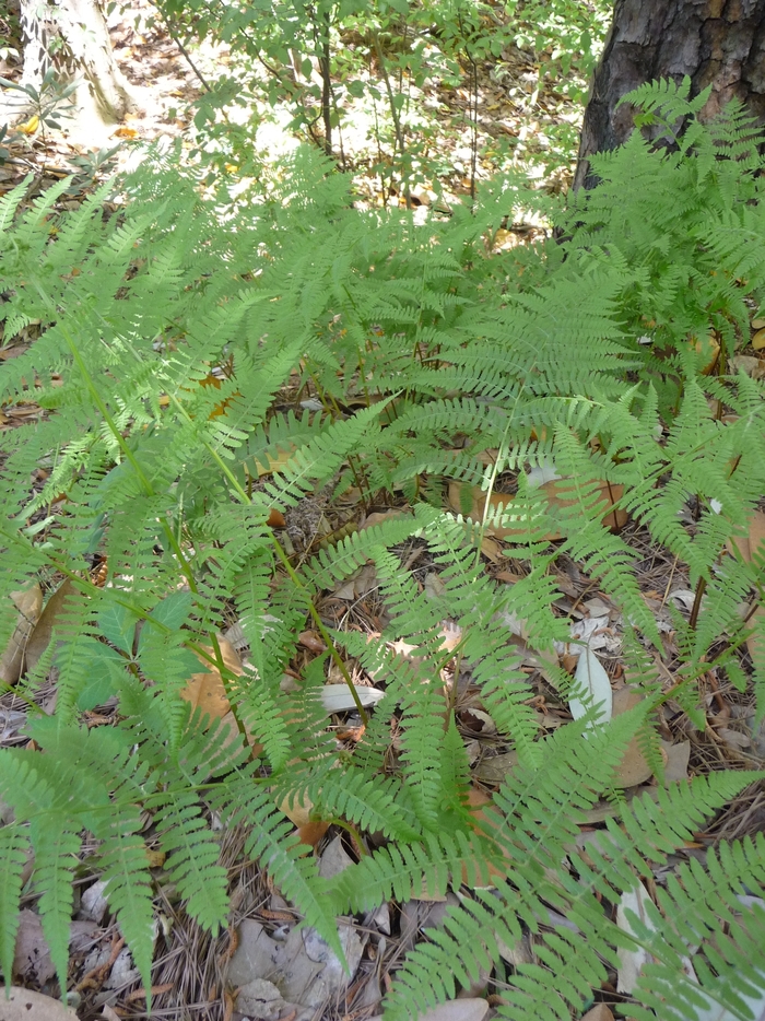 Fern Lady - Athyrium filix-femina from E.C. Brown's Nursery Fern Lady - Athyrium filix-femina from E.C. Brown's Nursery