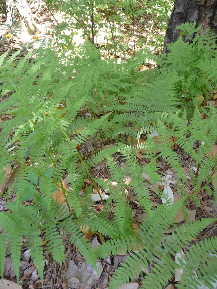 Fern Lady - Athyrium filix-femina from E.C. Brown's Nursery