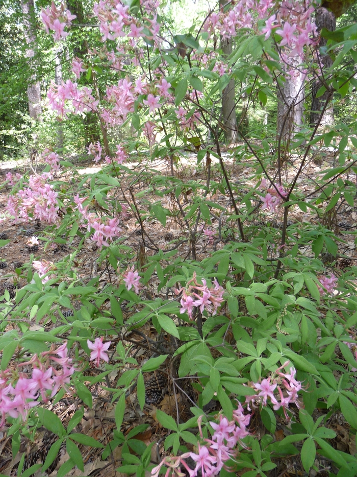 Roseshell Azalea - Rhododendron prinophyllum (roseum) from E.C. Brown's Nursery