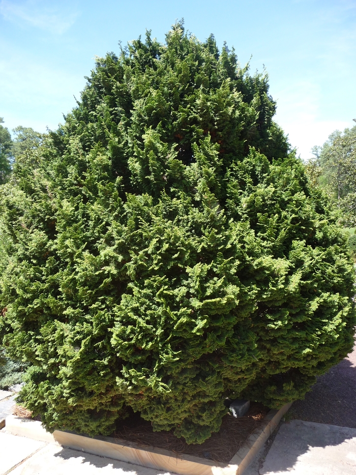 Koster's Hinoki Falsecypress - Chamaecyparis obtusa 'Kosteri' from E.C. Brown's Nursery Koster's Hinoki Falsecypress - Chamaecyparis obtusa 'Kosteri' from E.C. Brown's Nursery