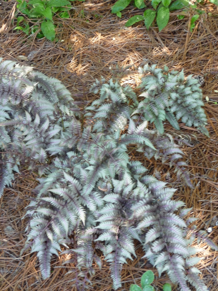 Japanese Painted Fern - Athyrium niponicum 'Pictum' from E.C. Brown's Nursery Japanese Painted Fern - Athyrium niponicum 'Pictum' from E.C. Brown's Nursery