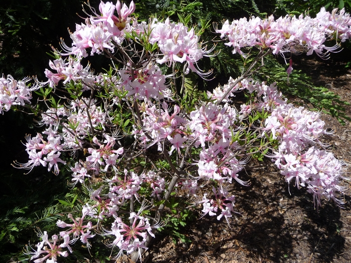 Pinxterbloom Azalea - Rhododendron periclymenoides from E.C. Brown's Nursery Pinxterbloom Azalea - Rhododendron periclymenoides from E.C. Brown's Nursery
