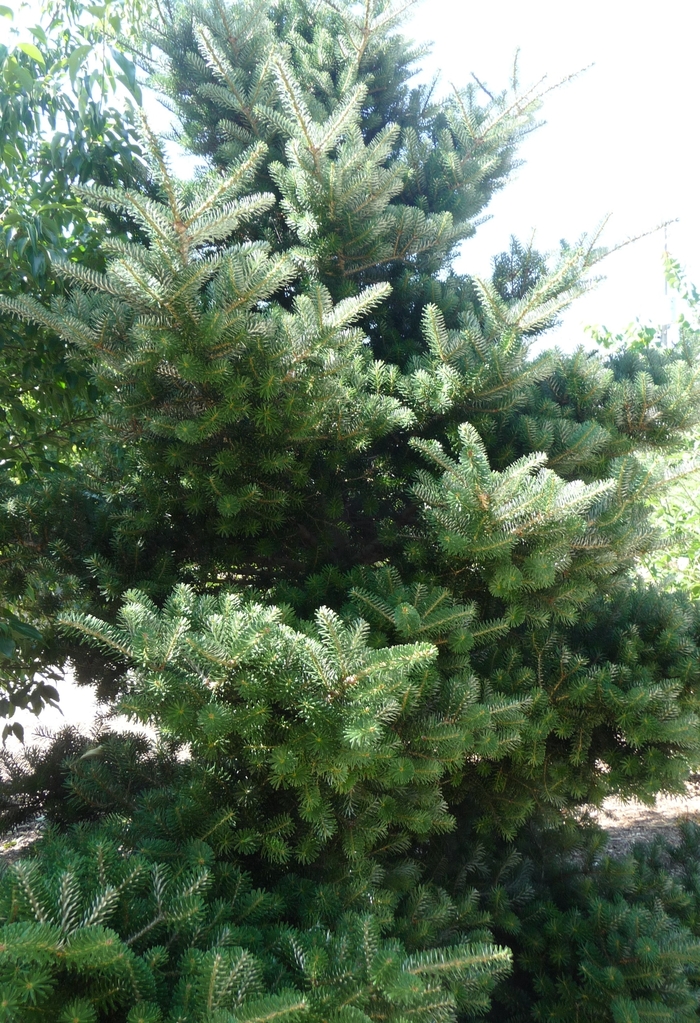 Korean Fir - Abies koreana from E.C. Brown's Nursery Korean Fir - Abies koreana from E.C. Brown's Nursery