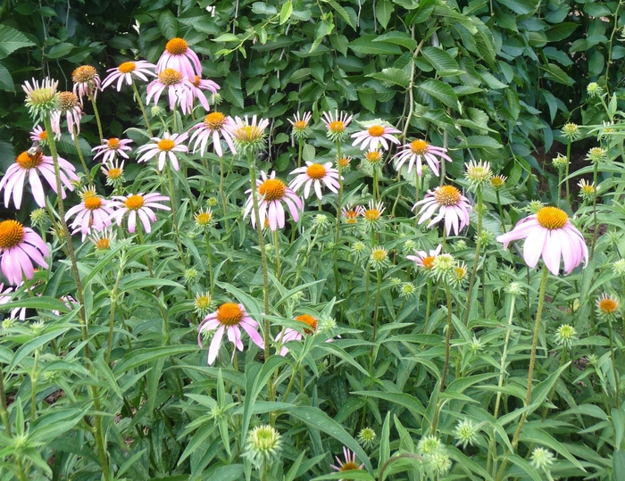 Purple Coneflower - Echinacea purpurea from E.C. Brown's Nursery