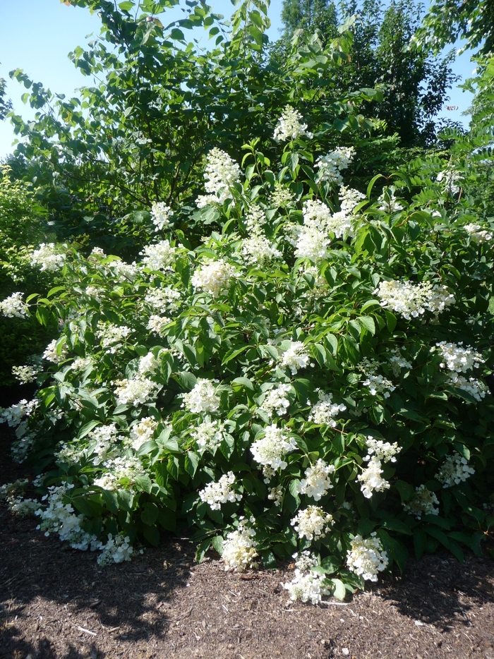 Brussells Lace Hydrangea - Hydrangea paniculata 'Brussells Lace' from E.C. Brown's Nursery