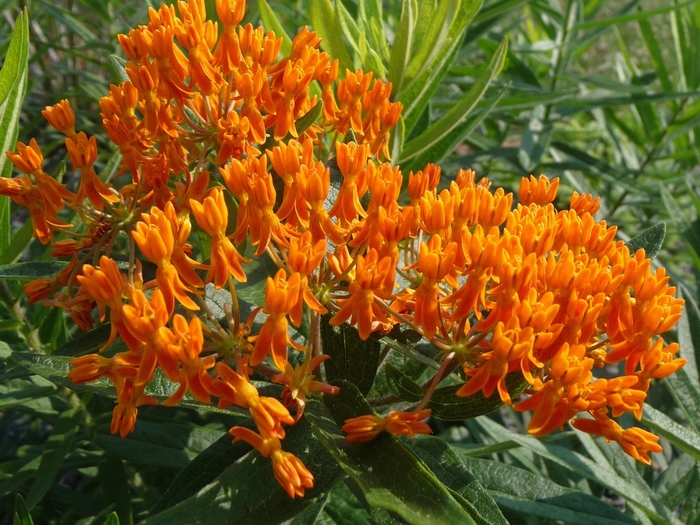 Butterfly Milkweed - Asclepias tuberosa from E.C. Brown's Nursery