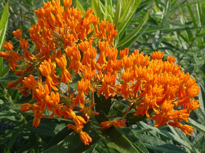 Butterfly Milkweed - Asclepias tuberosa from E.C. Brown's Nursery Butterfly Milkweed - Asclepias tuberosa from E.C. Brown's Nursery