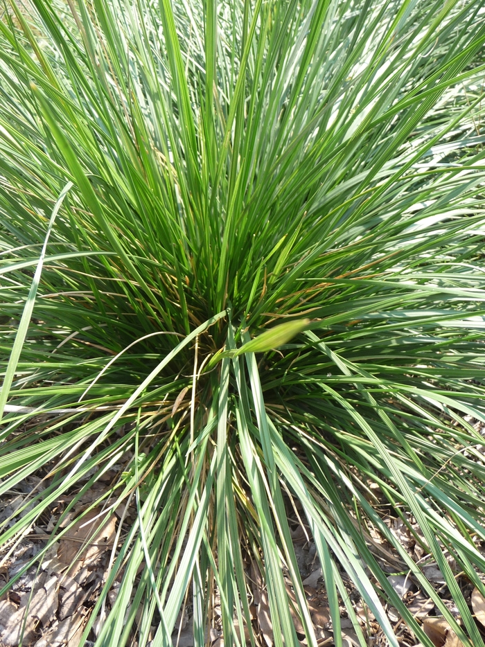 Tufted Hair Grass - Deschampsia cespitosa from E.C. Brown's Nursery Tufted Hair Grass - Deschampsia cespitosa from E.C. Brown's Nursery