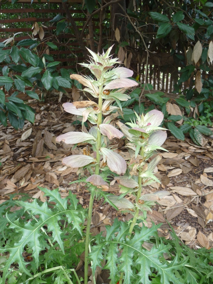 Spiny Bear's Breeches - Acanthus spinosus from E.C. Brown's Nursery Spiny Bear's Breeches - Acanthus spinosus from E.C. Brown's Nursery