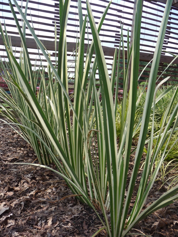 Variegated Sweet Flag - Acorus calamus 'Variegatus' from E.C. Brown's Nursery