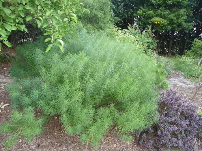 Arkansas Blue Star - Amsonia hubrichtii from E.C. Brown's Nursery