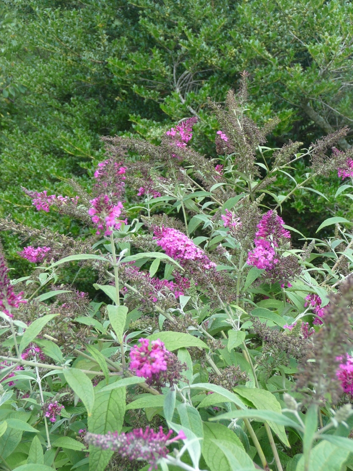 Miss Ruby Butterfly Bush - Buddleia 'Miss Ruby' PP19950, Can 3603 (Butterfly Bush) from E.C. Brown's Nursery