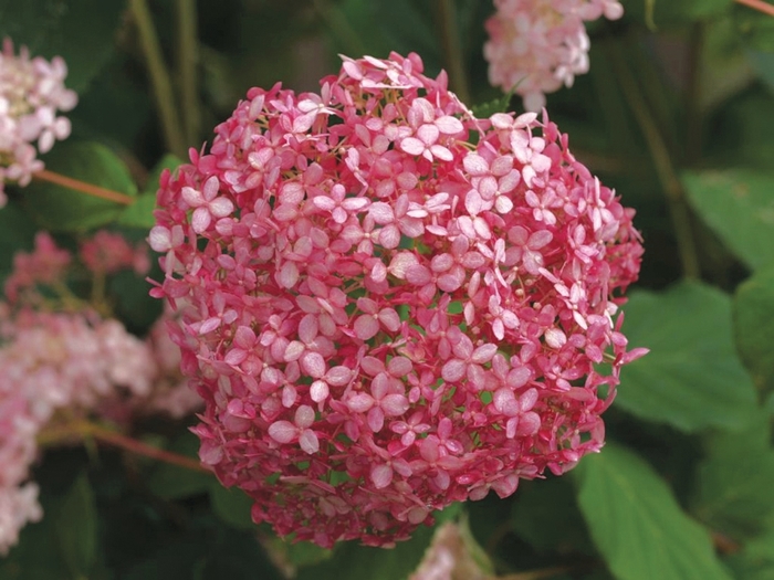 Invincibelle® 'Spirit' - Hydrangea arborescens from E.C. Brown's Nursery