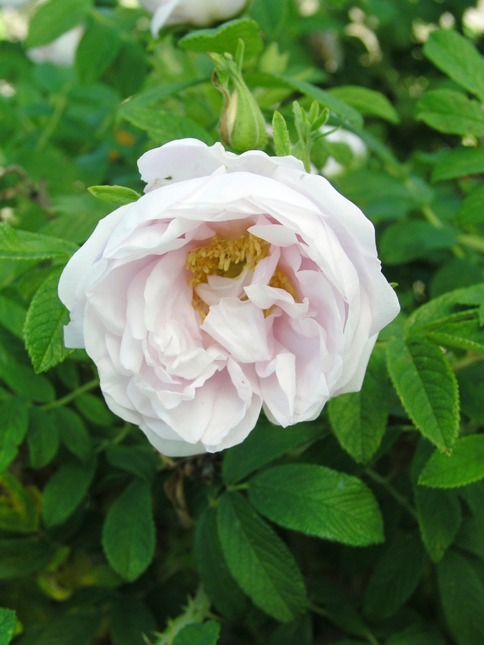 Rose - Rosa 'Dwarf Pavement' from E.C. Brown's Nursery