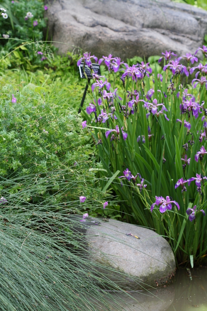 Blue Flag - Iris versicolor from E.C. Brown's Nursery