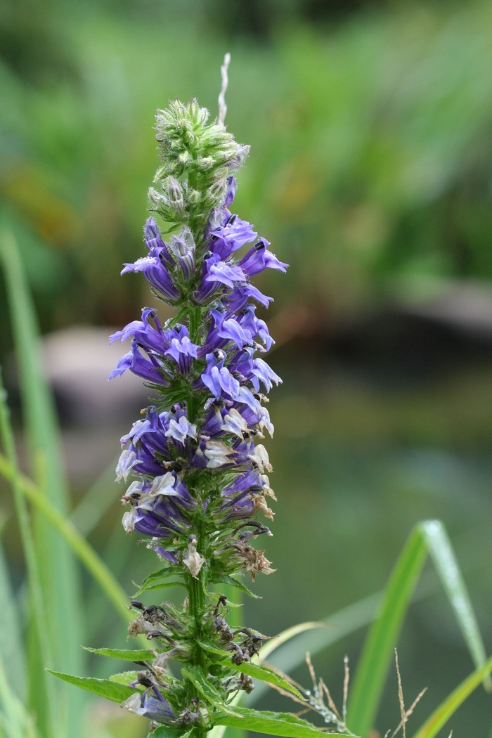 Blue Cardinal Flower - Lobelia siphilitica from E.C. Brown's Nursery