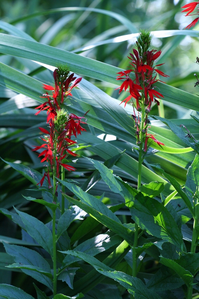 Cardinal Flower - Lobelia cardinalis from E.C. Brown's Nursery Cardinal Flower - Lobelia cardinalis from E.C. Brown's Nursery