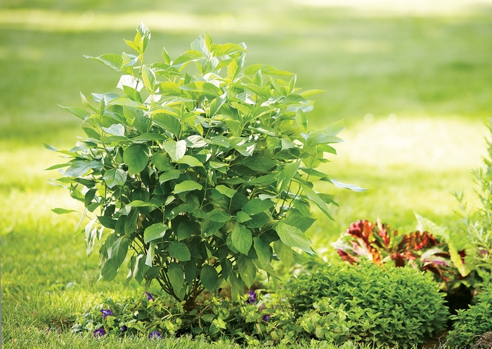 Red-Osier Dogwood - Cornus stolonifera 'Arctic Fire' from E.C. Brown's Nursery