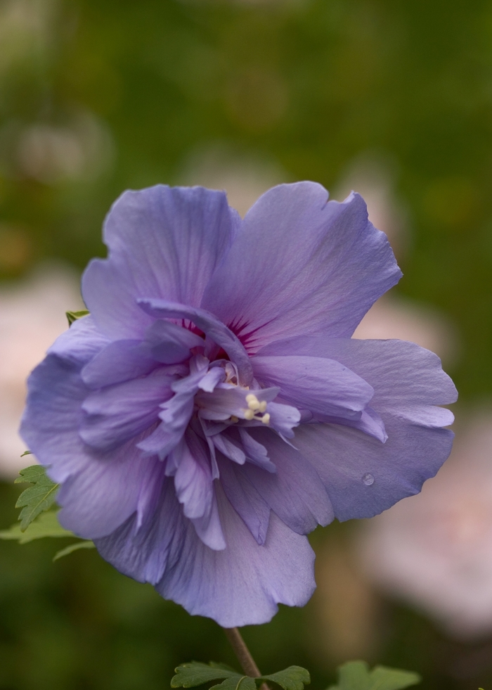 Blue Chiffon® - Hibiscus syriacus from E.C. Brown's Nursery Blue Chiffon® - Hibiscus syriacus from E.C. Brown's Nursery