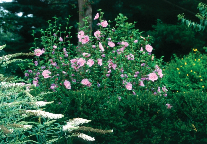 Lavender Chiffon® - Hibiscus syriacus from E.C. Brown's Nursery