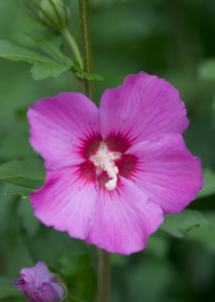 Violet Satin® - Hibiscus syriacus from E.C. Brown's Nursery