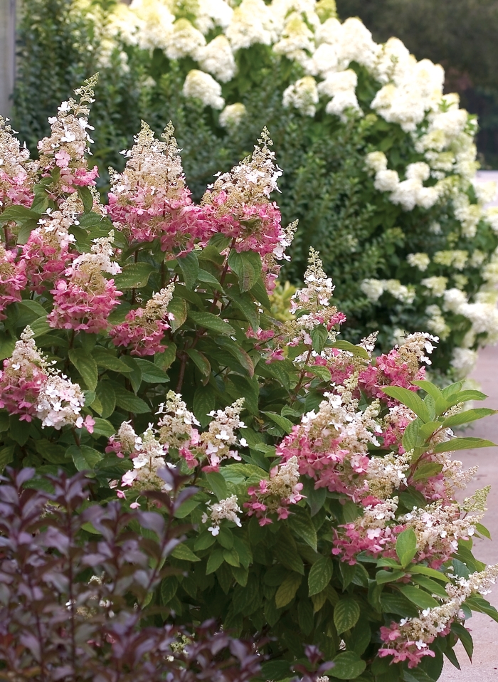 Pinky Winky® - Hydrangea paniculata from E.C. Brown's Nursery