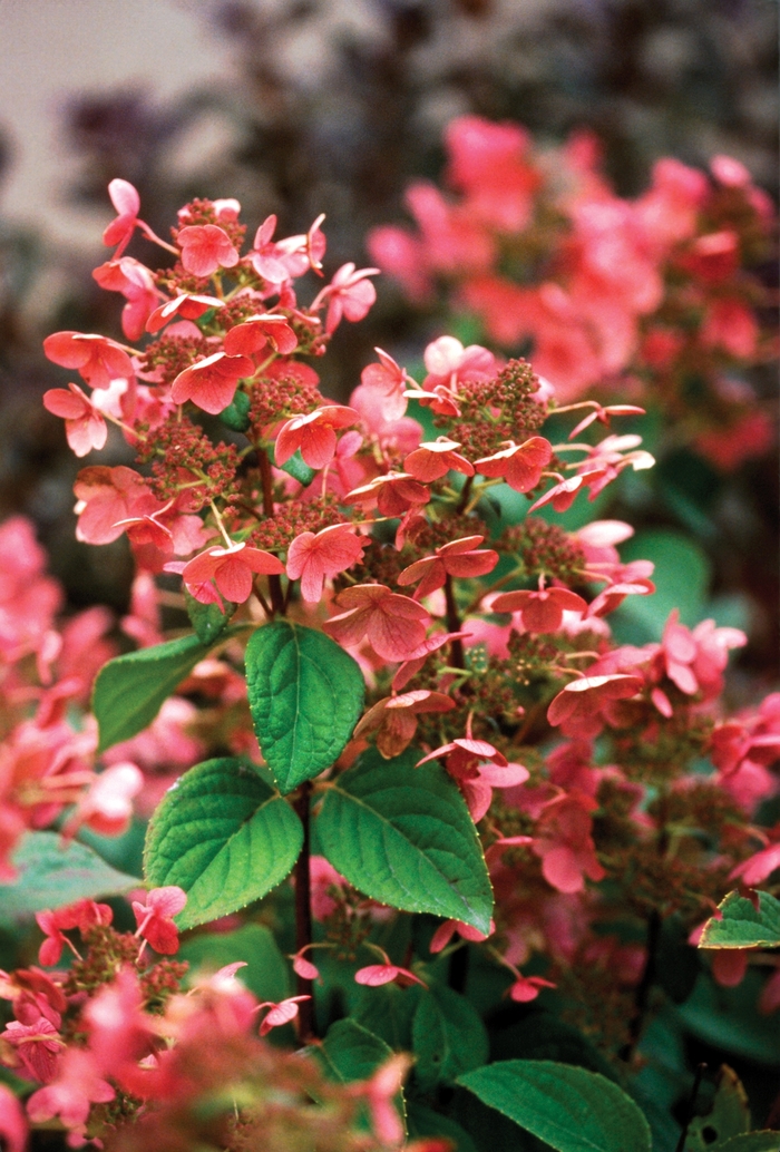 Quick Fire® - Hydrangea paniculata from E.C. Brown's Nursery