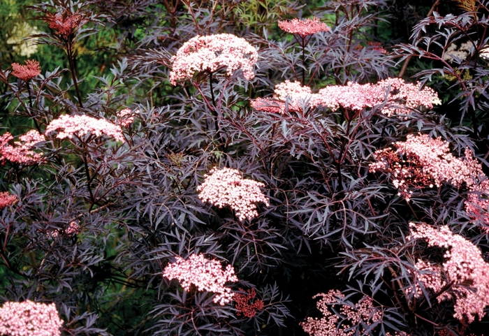 Elderberry - Sambucus nigra 'Black Lace' from E.C. Brown's Nursery