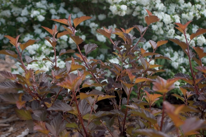 Coppertina® - Physocarpus opulifolius from E.C. Brown's Nursery