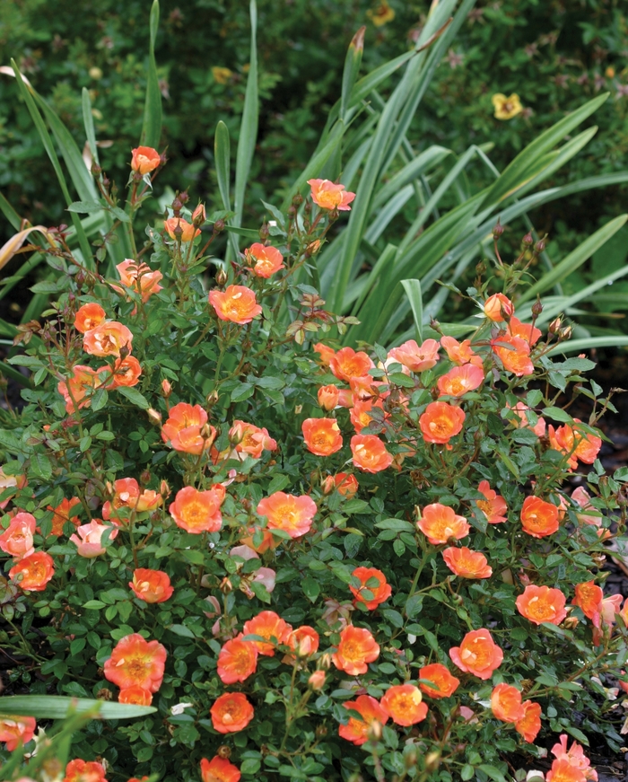 Oso Easy Hot Paprika® - Rosa x 'FARROWRSP' PP30383 from E.C. Brown's Nursery Oso Easy Hot Paprika® - Rosa x 'FARROWRSP' PP30383 from E.C. Brown's Nursery
