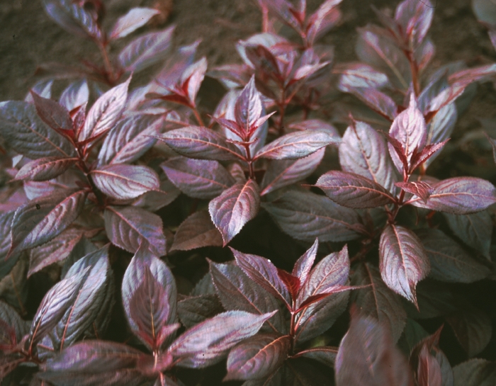 Weigela - Weigela florida 'Midnight Wine' from E.C. Brown's Nursery Weigela - Weigela florida 'Midnight Wine' from E.C. Brown's Nursery