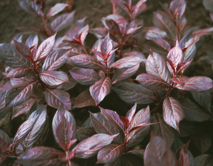 Weigela - Weigela florida 'Midnight Wine' from E.C. Brown's Nursery