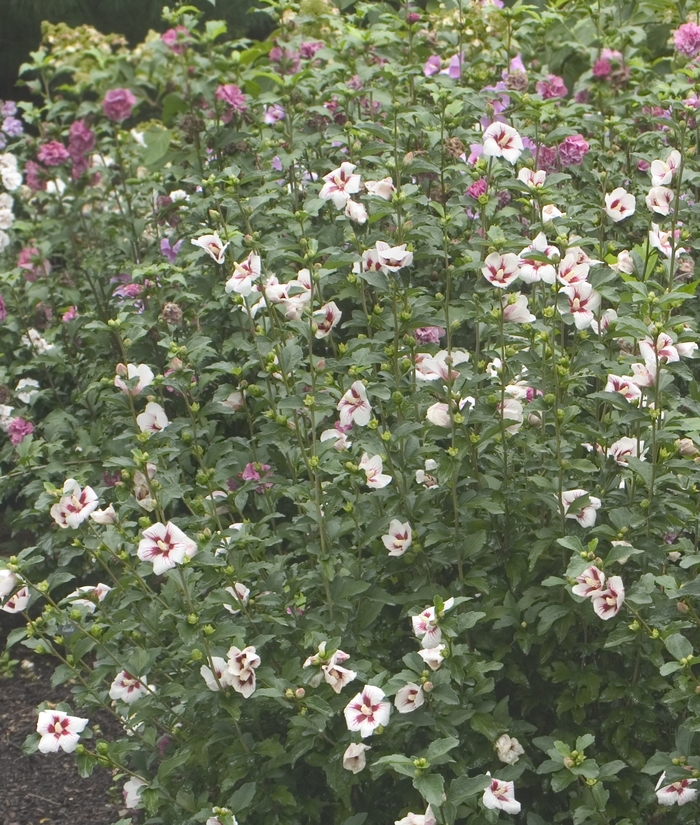 Lil' Kim® Rose - Hibiscus syriacus from E.C. Brown's Nursery