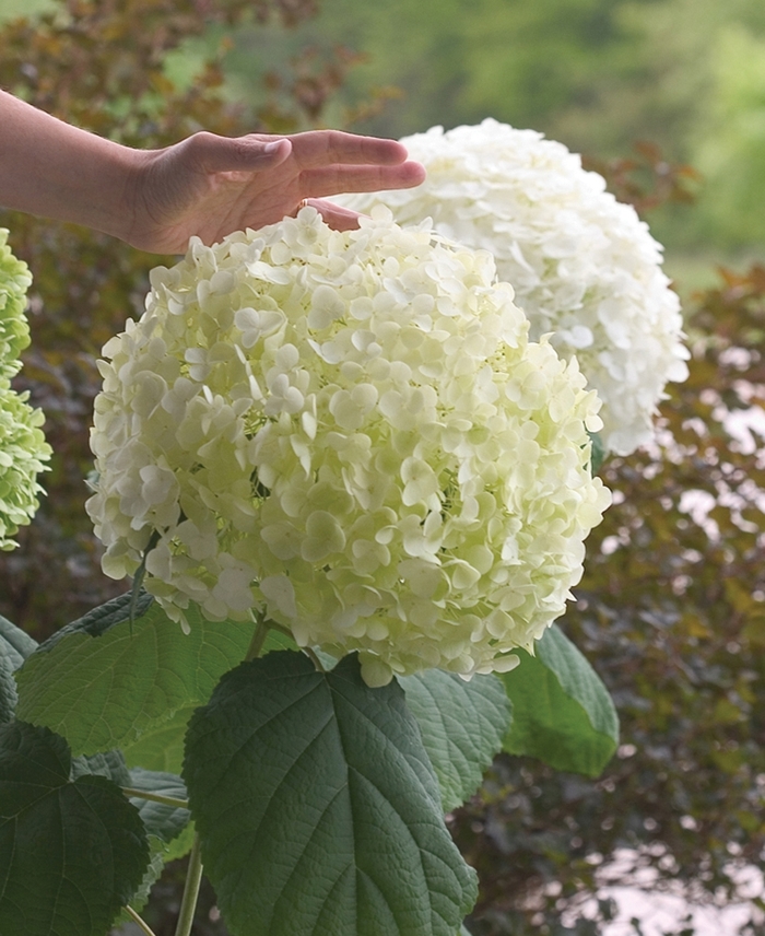 Incrediball® Smooth Hydrangea - Hydrangea arborescens from E.C. Brown's Nursery