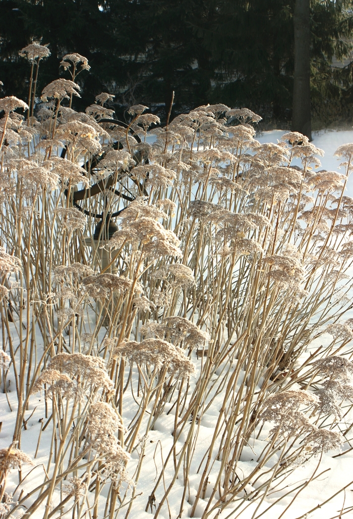 White Dome® - Hydrangea arborescens from E.C. Brown's Nursery