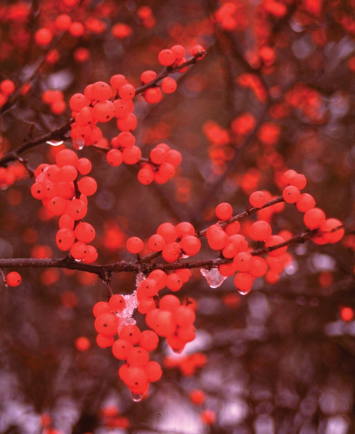 Berry Heavy® - Ilex verticillata 'Spravy' from E.C. Brown's Nursery