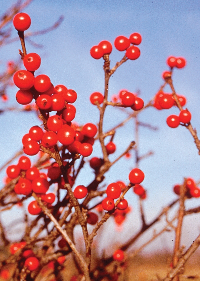 Berry Nice® - Ilex verticillata from E.C. Brown's Nursery Berry Nice® - Ilex verticillata from E.C. Brown's Nursery