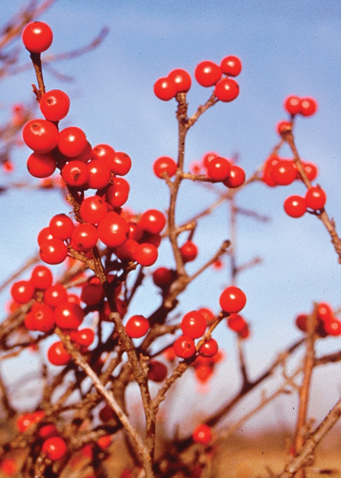 Berry Nice® - Ilex verticillata from E.C. Brown's Nursery