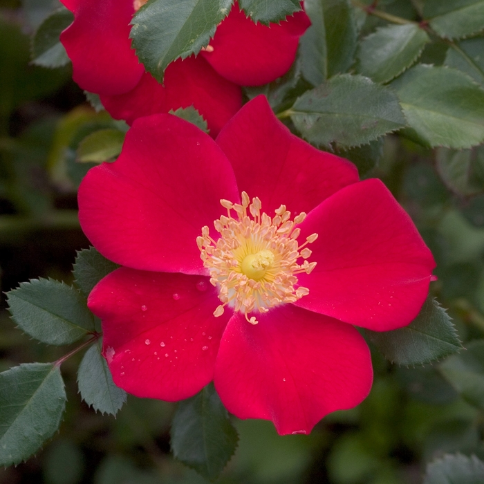 Oso Easy® Cherry Pie - Rosa 'Meiboulka' PP19258, Can 4870 (Rose) from E.C. Brown's Nursery