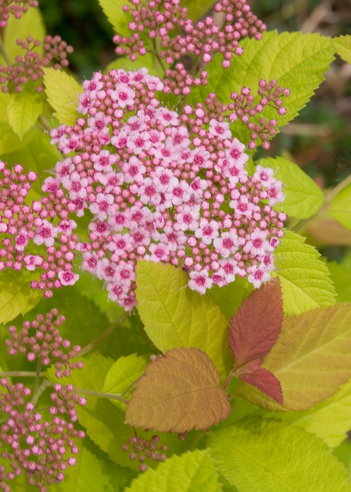 Double Play® Big Bang™ - Spiraea x from E.C. Brown's Nursery