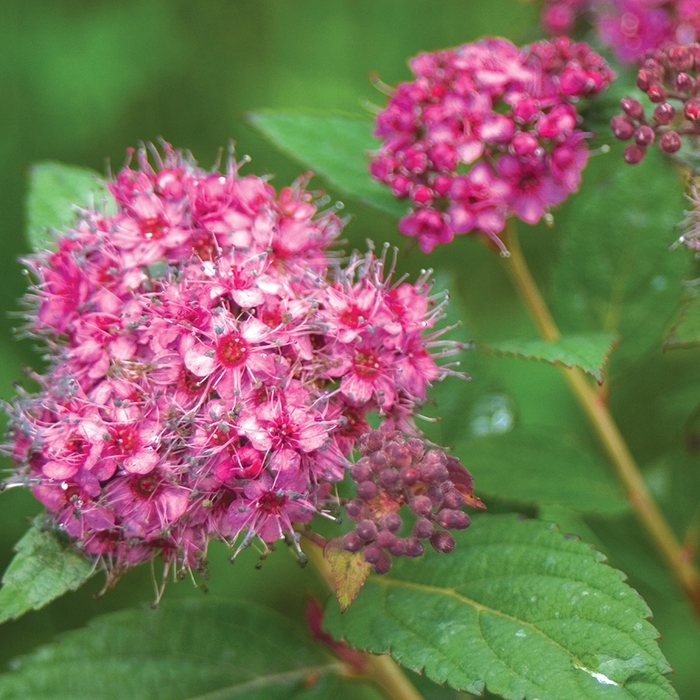 Double Play® Artisan® - Spiraea japonica from E.C. Brown's Nursery